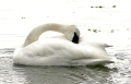 Swans
