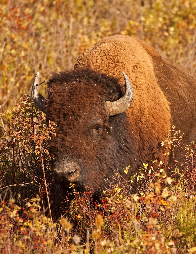 images/Animals/Buffalo/1133