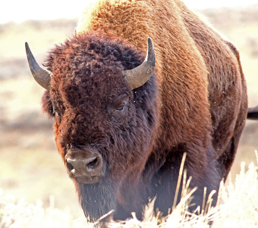 images/Animals/Buffalo/1133